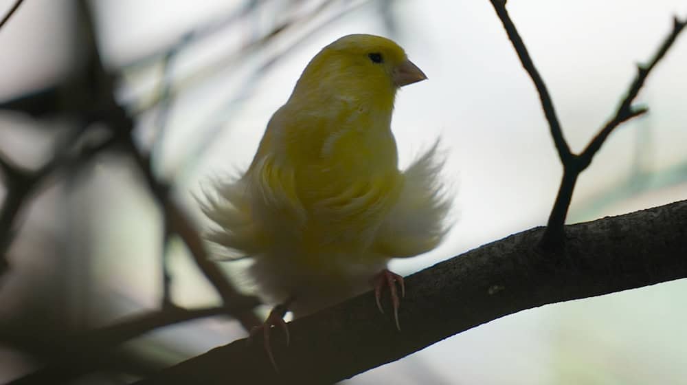 Ein Kanarienvogel ist in einer Voliere zu sehen. / Foto: Marcus Brandt/dpa