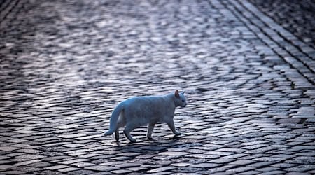 Eine Katze läuft über einen leere Pflasterstraße. / Foto: Jens Büttner/dpa-Zentralbild/dpa/Symbolbild