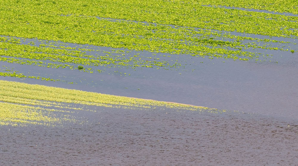 Felder sind vom Hochwasser der Donau überschwemmt. / Foto: Armin Weigel/dpa