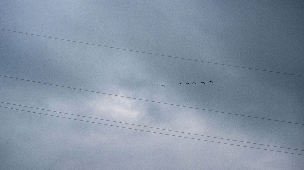 Vögel fliegen am wolkenbehangenen Himmel an einem Strommast vorbei. / Foto: Pia Bayer/dpa/Symbolbild