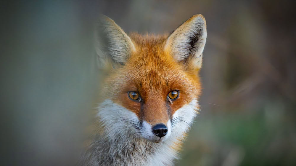 Ein Rotfuchs (Vulpes vulpes) schleicht durch einen Wald. / Foto: Patrick Pleul/dpa/Symbolbild