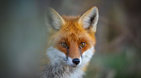 Ein Rotfuchs (Vulpes vulpes) schleicht durch einen Wald. / Foto: Patrick Pleul/dpa/Symbolbild