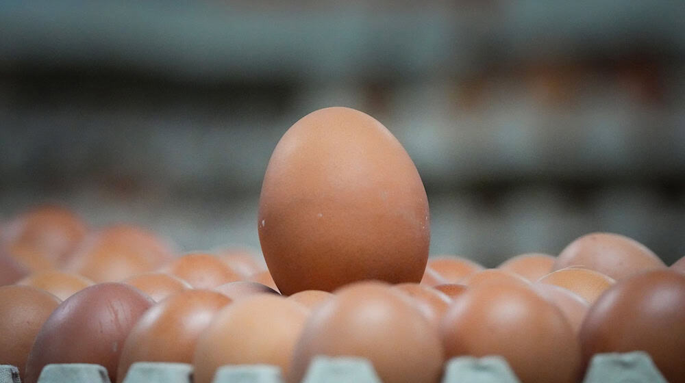 Ungestempelte braune Eier liegen in einer Verpackungshalle. / Foto: Soeren Stache/dpa
