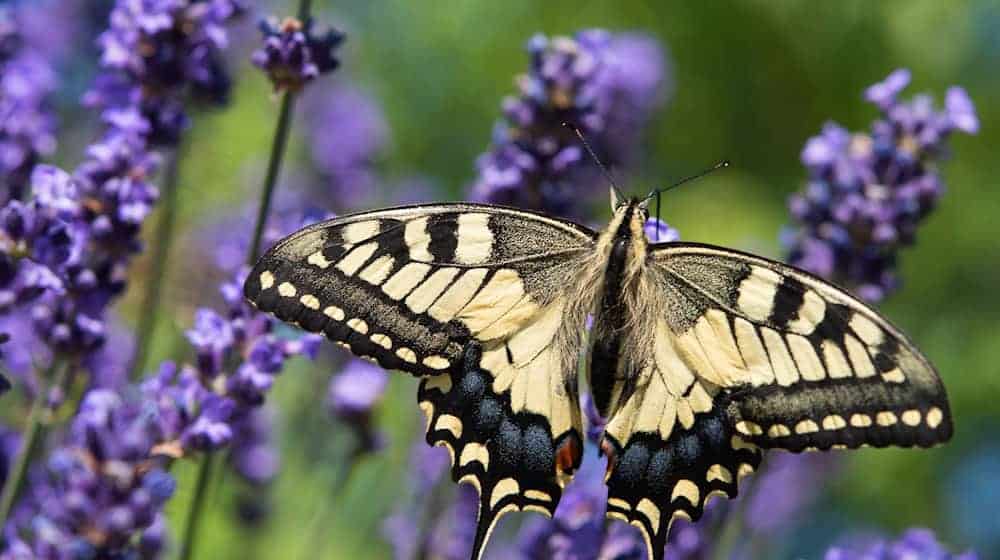 Ein Schmetterling der Art Schwalbenschwanz sucht an einer Lavendelblüte in einem Gartennach Nektar. / Foto: Patrick Pleul/dpa/Archivbild