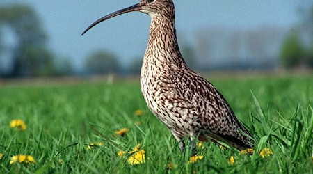 Ein Großer Brachvogel steht auf einer Wiese. / Foto: Hubert Link/Zentralbild/dpa