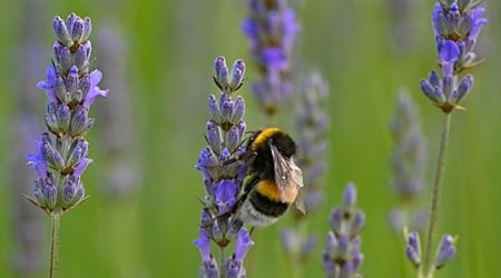 Eine Hummel sucht Nektar an Lavendelblüten auf einem Feld. / Foto: Patrick Pleul/dpa