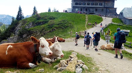 Wanderwege führen zu Rotwandhaus des Deutsche Alpenvereins (DAV) im Mangfallgebirge. Sie liegt auf einer Höhe von 1737 Meter. / Foto: Angelika Warmuth/dpa