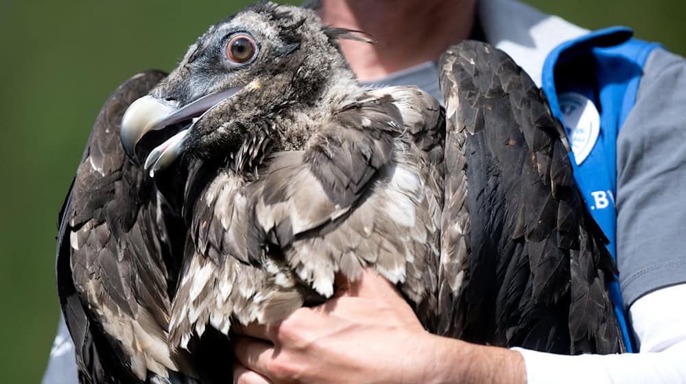 Ein Mitarbeiter im Nationalpark Berchtesgaden hält das Bartgeiermännchen Wiggerl vor seiner Auswilderung auf dem Arm. / Foto: Sven Hoppe/dpa