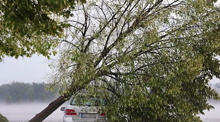 Ein vom Sturm entwurzelter Baum liegt auf dem Parkplatz eines Seniorenheims auf einem Autodach. / Foto: Karl-Josef Hildenbrand/dpa
