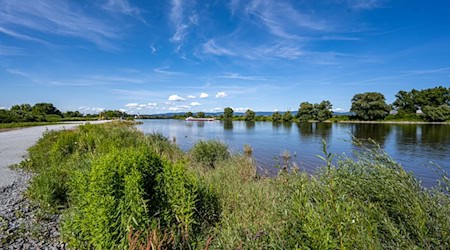 Taucher fanden die Knochen am Mittwoch in der Donau in der Nähe einer Eisenbahnbrücke. (Symbolbild) / Foto: Armin Weigel/dpa