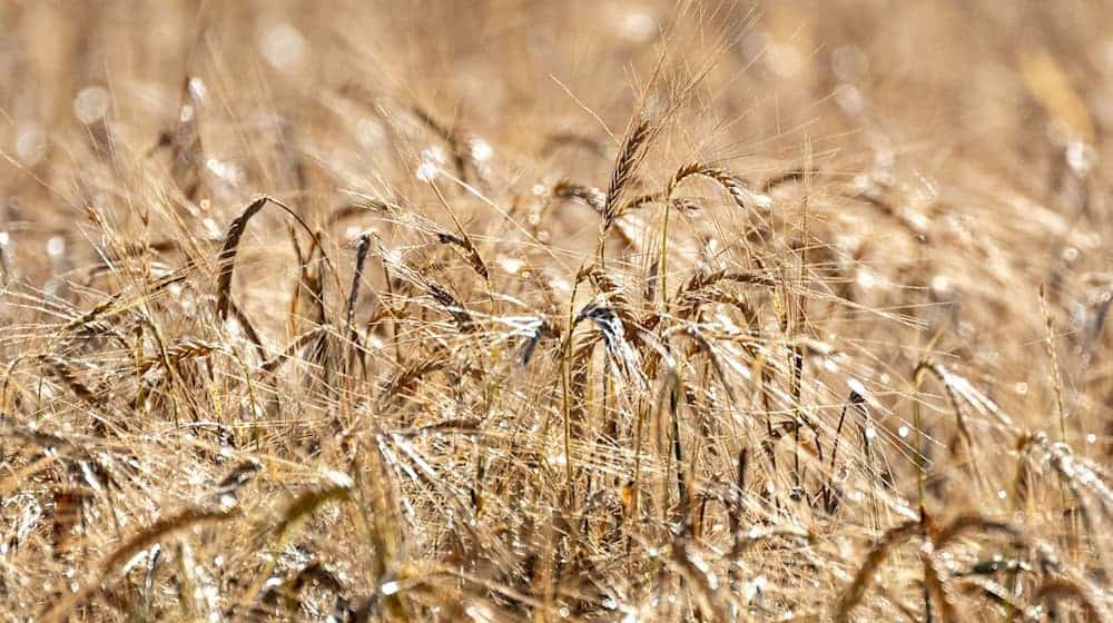 Bei der Erntefahrt des Bayerischen Bauernverbandes will sich Landwirtschaftsministerin Michaela Kaniber über die Erntesaison informieren. (Archivbild) / Foto: Pia Bayer/dpa