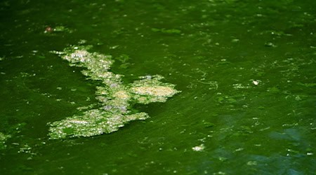 Die giftigen Blaualgen färben das Wasser grün. (Archivbild) / Foto: Nicolas Armer/dpa