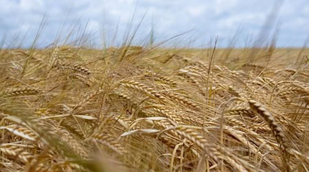 Die Bauern wünschen sich dringend Sonne, um die Ernte einfahren zu können. / Foto: Sven Hoppe/dpa