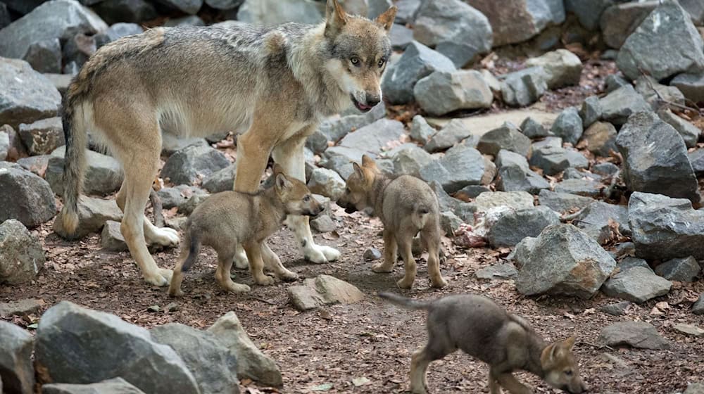 Rund 14 Monate nach ihrem Inkrafttreten ist die umstrittene bayerische Wolfsverordnung womöglich wieder Geschichte. (Archivbild)  / Foto: Friso Gentsch/dpa