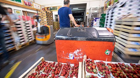 Heuer wurden in Bayern weit weniger Erdbeeren geerntet als im Vorjahr. / Foto: Lino Mirgeler/dpa