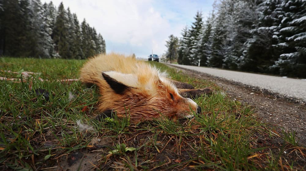 Ein Fuchs wurde mit einer illegalen Stahlfalle gefangen. (Illustrationsbild) / Foto: Karl-Josef Hildenbrand/dpa