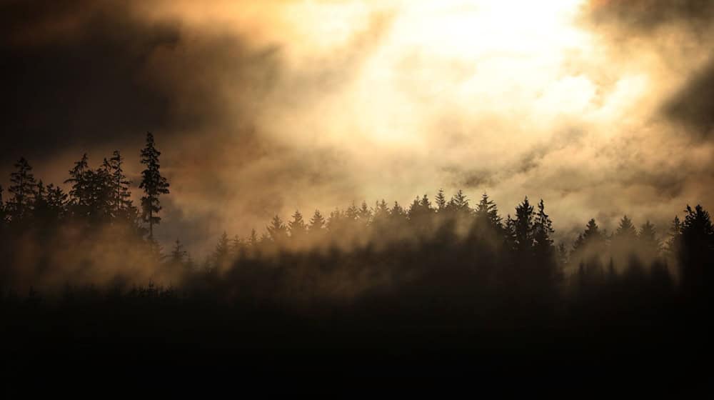 Wie geht es dem Wald in Bayern? Um das herauszufinden, sollen 17.000 Bäume untersucht werden. / Foto: Karl-Josef Hildenbrand/dpa