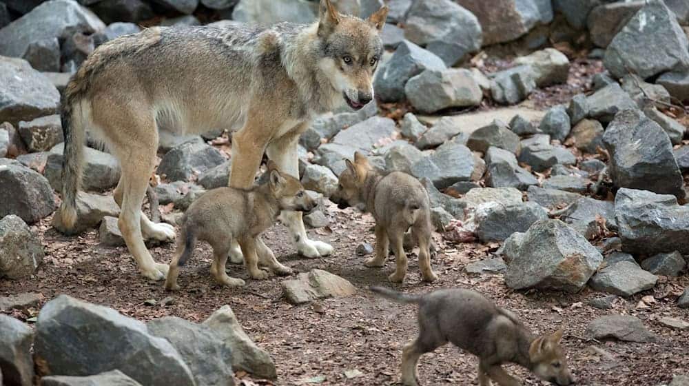 Rund 14 Monate nach ihrem Inkrafttreten steht die umstrittene bayerische Wolfsverordnung  muss Bayerns Verwaltungsgerichtshof klären, ob europäisches und deutsches Recht auch im Freistaat im Umgang mit Wölfen gelten. (Archivbild)  / Foto: Friso Gentsch/dpa