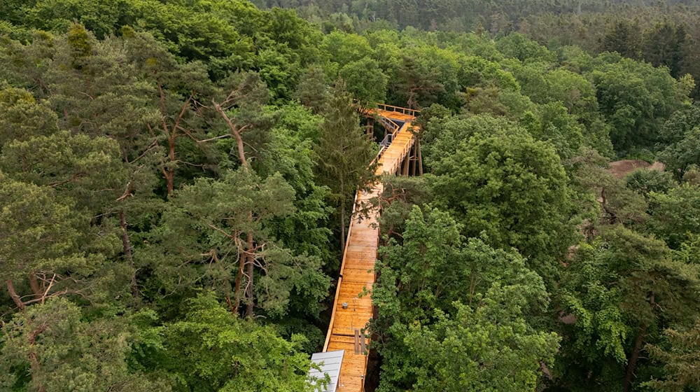 Der Pfad führt mitten durch die Baumwipfel am Nürnberger Schmausenbuck. (Archivbild) / Foto: Daniel Karmann/dpa