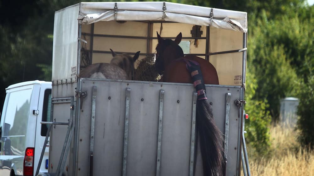 Das Tier kollabierte in einem Pferdeanhäger, der Fahrer hielt deswegen an. (Symbolfoto) / Foto: Karl-Josef Hildenbrand/dpa