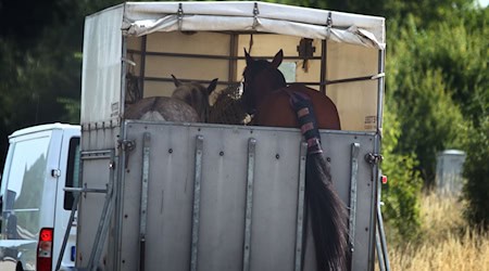 Das Tier kollabierte in einem Pferdeanhäger, der Fahrer hielt deswegen an. (Symbolfoto) / Foto: Karl-Josef Hildenbrand/dpa