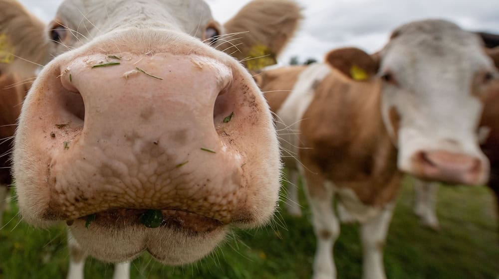 Landwirte halfen der Polizei beim Einfangen der Kühe. (Symbolbild) / Foto: Lino Mirgeler/dpa