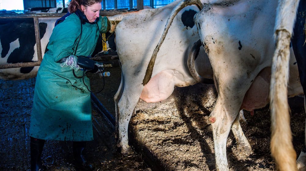 Eine spezielle Quote bei der Studienplatzvergabe für Tiermedizin soll in Bayern helfen, den drohenden Fachkräftemangel zu stoppen. (Archivbild) / Foto: Jens Büttner/dpa