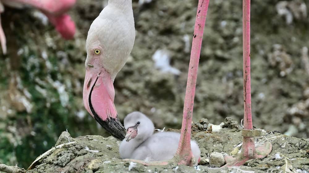 Ein Flamingoküken liegt in einem Nest im Tierpark Hellabrunn in München. / Foto: Birgit Mohr/Tierpark Hellabrunn/dpa