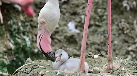 Ein Flamingoküken liegt in einem Nest im Tierpark Hellabrunn in München. / Foto: Birgit Mohr/Tierpark Hellabrunn/dpa