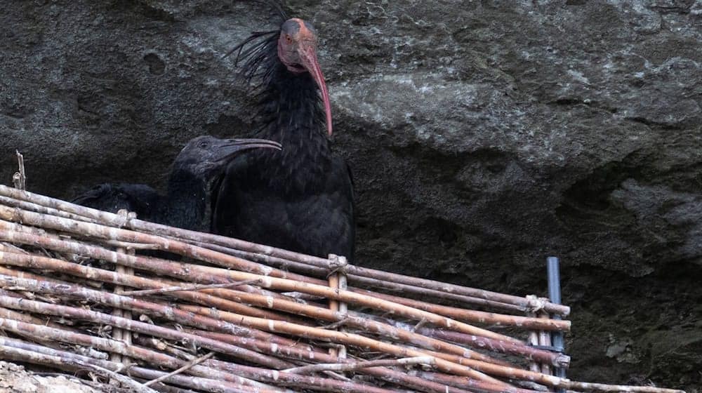 Ein Waldrappe mit seinem Nachwuchs sitzt in der Felswand oberhalb des Bodensees. / Foto: Felix Kästle/dpa