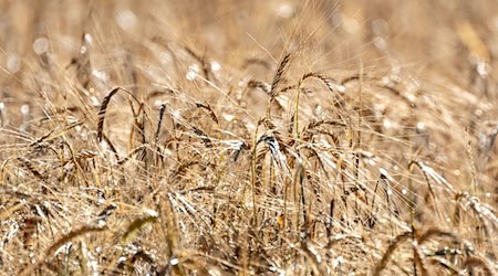 Die Bauern wünschen sich dringend Sonne, um die Ernte einfahren zu können. / Foto: Pia Bayer/dpa