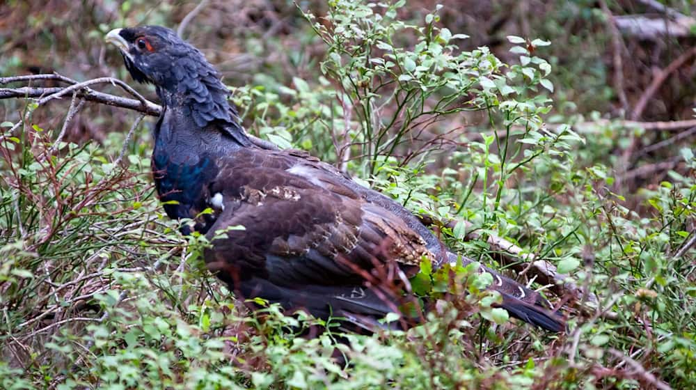 Das Auerhuhn steht in Deutschland auf der Roten Liste der gefährdeten Arten. (Archivbild) / Foto: Michael Reichel/zb/dpa