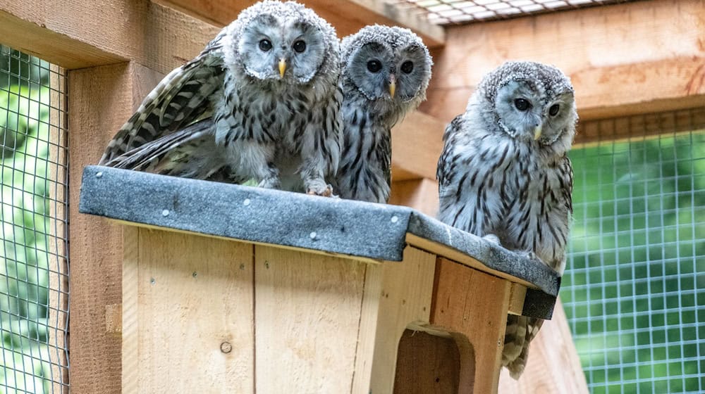 In diesem Jahr sind 23 Habichtskäuze in der Oberpfalz ausgewildert worden, wie der Verein für Landschaftspflege und Artenschutz in Bayern mitteilt. / Foto: Armin Weigel/dpa