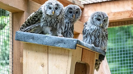 In diesem Jahr sind 23 Habichtskäuze in der Oberpfalz ausgewildert worden, wie der Verein für Landschaftspflege und Artenschutz in Bayern mitteilt. / Foto: Armin Weigel/dpa