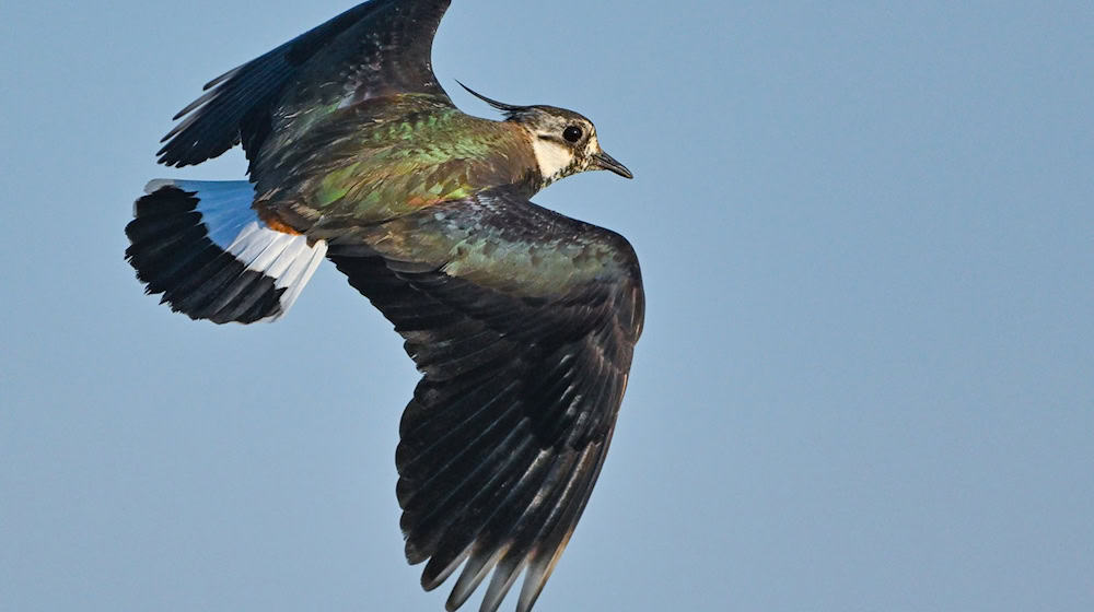 Mehrere Hundert Wildvögel verenden auf einer Fläche in Pocking - darunter auch der Kiebitz. (Archivbild) / Foto: Patrick Pleul/dpa