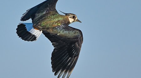 Mehrere Hundert Wildvögel verenden auf einer Fläche in Pocking - darunter auch der Kiebitz. (Archivbild) / Foto: Patrick Pleul/dpa