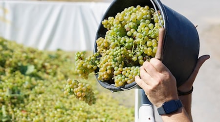 Dieser junge, noch gärende Wein ist ein Produkt zwischen Saft und Wein und wird traditionell zum Zwiebelkuchen gegessen. / Foto: Heiko Becker/dpa