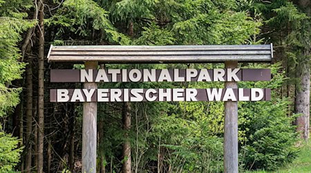 Im Nationalpark Bayerischer Wald werden Bäume mit Pilzen geimpft. / Foto: Armin Weigel/dpa