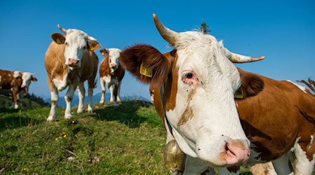 Kühe auf der Alm gehören in Bayern zum Landschaftsbild. / Foto: Lino Mirgeler/dpa