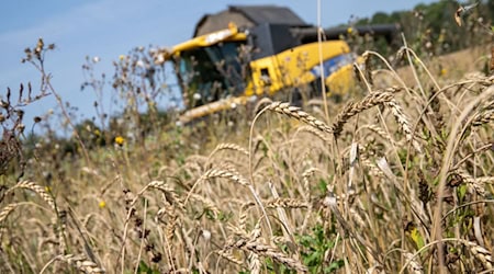 Auf der Hälfte der Getreidefelder bauen die bayerischen Landwirte Winterweizen an. / Foto: Pia Bayer/dpa