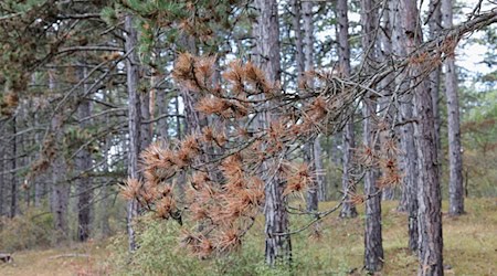 Der Wald im Landkreis Würzburg gilt als eines der größten zusammenhängenden Schwarzkieferngebiete in Deutschland. (Archivbild) / Foto: Heiko Becker/HMB Media/ Heiko Becker