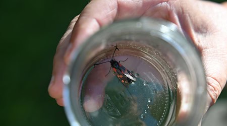 Manche Falter fängt sie kurz mit ihrem Kescher, um sie im Glas zu bestimmen. Dann lässt sie die Falter wieder frei. / Foto: Annkathrin Stich/dpa