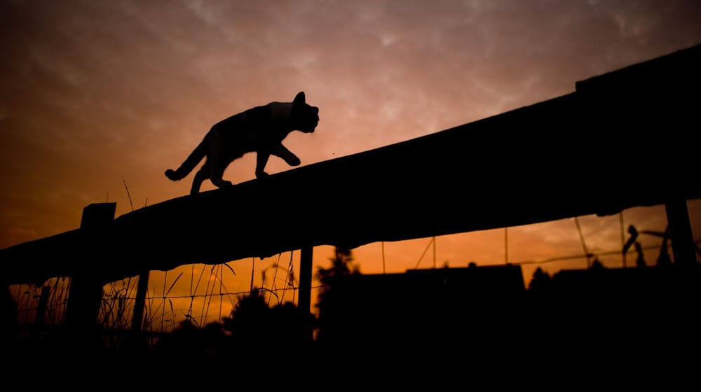 Katzen sind niedlich und beliebte Haustiere. Doch auch in Bayern gibt es Probleme mit verwilderten Katzen. (Archivbild) / Foto: Julian Stratenschulte/dpa