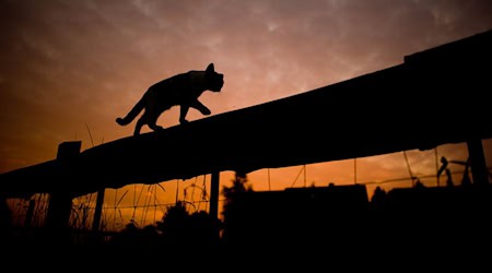 Katzen sind niedlich und beliebte Haustiere. Doch auch in Bayern gibt es Probleme mit verwilderten Katzen. (Archivbild) / Foto: Julian Stratenschulte/dpa