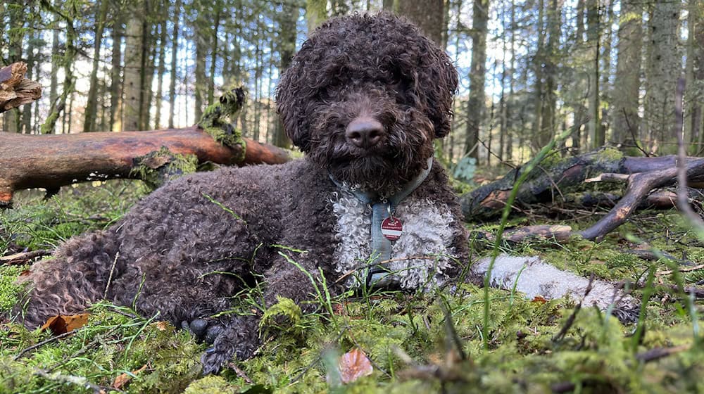 Leo erschnüffelte im Nationalpark unter einer alten Buche einen Kupferroten Schleimtrüffel.  / Foto: Nationalparkverwaltung Bayerischer Wald/dpa