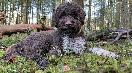 Leo erschnüffelte im Nationalpark unter einer alten Buche einen Kupferroten Schleimtrüffel.  / Foto: Nationalparkverwaltung Bayerischer Wald/dpa