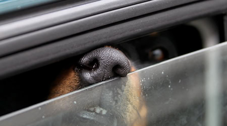 Hitze kann im Auto für zurückgelassene Hunde schnell gefährlich werden. Zeugen greifen im Landkreis Cham ein. (Symbolbild) / Foto: Stephan Jansen/dpa