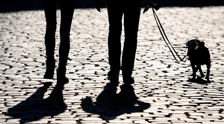 An zwei Orten in Bayern retteten zwei Zeugen Hunde von der Wärme aus Autos. (Symbolbild) / Foto: Robert Michael/dpa-Zentralbild/ZB