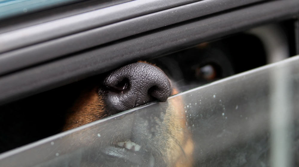 In Dachau hat die Polizei zwei Hunde aus einem überhitzten Auto gerettet. (Symbolbild) / Foto: Stephan Jansen/dpa