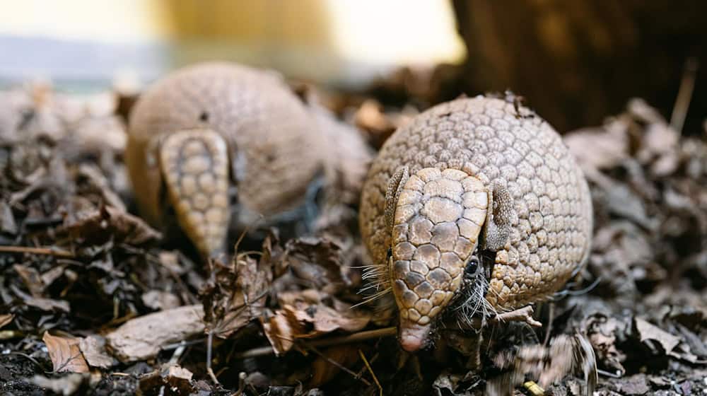 Die zwei Kugelgürteltiere Gustav und Gerlinde sind neu in die Welt der kleinen Affen im Tierpark Hellabrunn eingezogen.  / Foto: Jan Saurer/Tierpark Hellabrunn/dpa